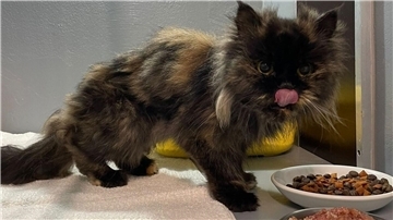 Diese Katze hat überlebt - und hat dafür eine aus menschlicher Sicht grausame Entscheidung getroffen.