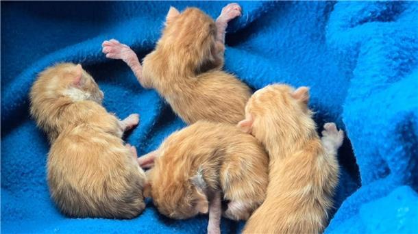 Katzenschwemme in der Wesermarsch: Tierschützer schlagen Alarm Diese Kitten - mittlerweile leider alle verstorben - wurden in Stadland gefunden. Die Mutterkatze hatte sie zurückgelassen.
