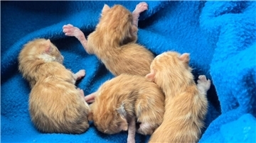 Diese Kitten - mittlerweile leider alle verstorben - wurden in Stadland gefunden. Die Mutterkatze hatte sie zurückgelassen. 