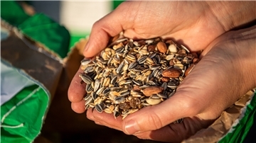 Diese Körner schmecken vielen Vögeln. Aus dem Anbau von Christian Pülsch kommen unter anderem Sonnenblumenkerne.