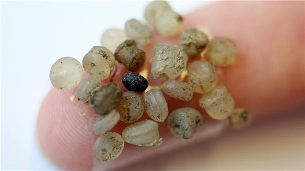 Winzige Plastikteilchen überall Diese Mikroplastik-Teilchen kann man erkennen. Oft sind die Teilchen aber noch viel kleiner.