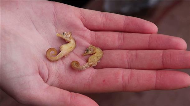 Die seltene Tiere des Wattenmeeres Diese zwei Kurzschnäuzigen Seepferdchen („Hippocampus hippocampus“) wurden auf Wangerooge gefunden.