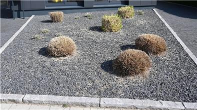 Die Ära der Schottergärten endet jetzt auch in Bremerhaven Vorgarten aus Kieselsteinen mit einigen Inseln aus Pflanzen.