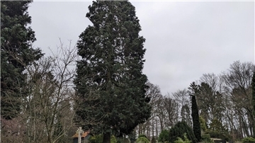 Dieser abendländische Lebensbaum auf dem Friedhof Driftsethe ist in die Kritik geraten.
