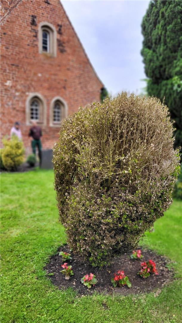 Gefräßiger Schädling: Tipps zum Umgang mit dem Buchsbaumzünsler Dieser Solo-Buchsbaum auf dem Friedhof in Misselwarden haben Buchsbaumzünsler kahlgefressen. Nach kühlen Temperaturen und viel Regen treibt das Gehölz zaghaft wieder aus.