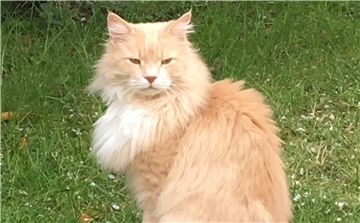 Dieser Freigänger-Kater war in der ganzen Nachbarschaft bekannt. Ende Juni starb er nach einem Hundeangriff.