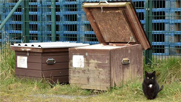 Ohne diese Retter gäbe es ein Katzen-Chaos im Fischereihafen (Video) Dieser Kater (genannt: „Haulepaule“) ist eher ein Haudrauf und deshalb stehen bei Frozen Fish gleich zwei Futterstellen in nächster Nähe.