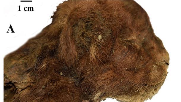 Junger Säbelzahntiger im ewigen Eis entdeckt Dieser kleine Säbelzahntiger lebte vor mehr als 30.000 Jahren. Da er im Permafrost lag, ist er gut erhalten.