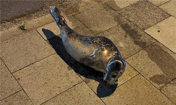 Seehund auf dem Gehweg im Kaiserhafen