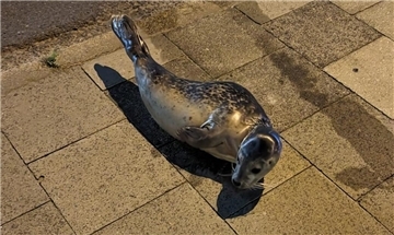 Seehund auf dem Gehweg im Kaiserhafen