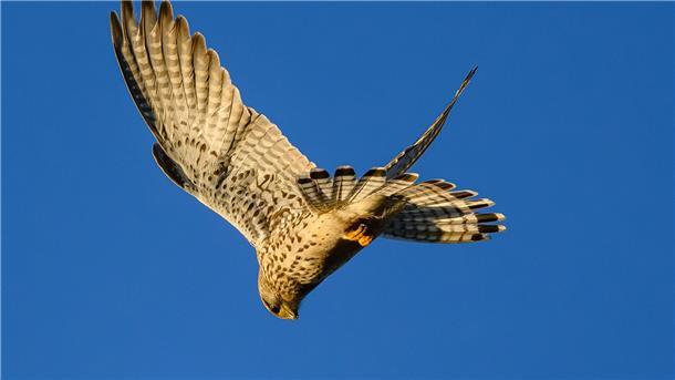 Falken ins Nest schauen Dieser Turmfalke ist auf der Suche nach Beute.