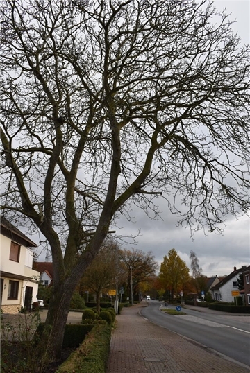 Walnussbaum 