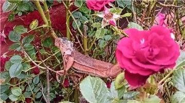 Leguan inmitten eines Rosenbusches