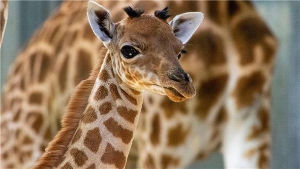 Dieses Giraffen-Baby ist vor kurzem im Zoo der Stadt Paris geboren worden.