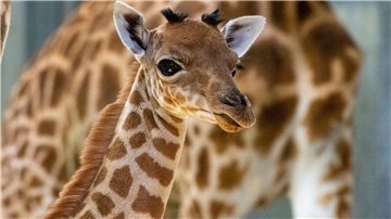 Dieses Giraffen-Baby ist vor kurzem im Zoo der Stadt Paris geboren worden.
