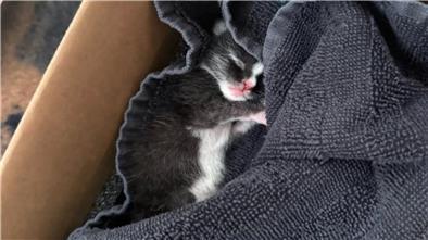 Katzenbaby in einem mit einem Handtuch ausstaffierten Karton. Es wurde in einem Gebüsch in Nordenham gefunden. 