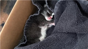 Katzenbaby in einem mit einem Handtuch ausstaffierten Karton. Es wurde in einem Gebüsch in Nordenham gefunden. 