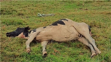 Dieses Rind war in einen Graben gehetzt und dort angefressen worden. Es war aber so schwer verletzt, dass es eingeschläfert werden musste.