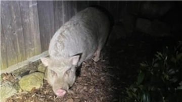 Das Foto zeigt ein Schwein. 