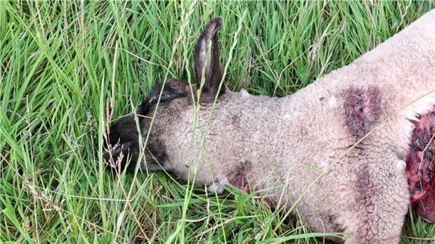 Dieses und drei weitere Lämmer sind am Donnerstag bei Abbehausen tot aufgefunden worden. Ein fünftes Lamm wurde verletzt und konnte gerettet werden.