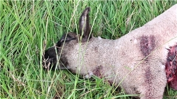 Dieses und drei weitere Lämmer sind am Donnerstag bei Abbehausen tot aufgefunden worden. Ein fünftes Lamm wurde verletzt und konnte gerettet werden.