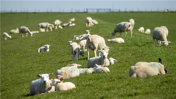 Moderne Technik unterstützt Weidetierhalter - Schutz vor Wolf und Krankheit Schafe und Lämmer liegen und stehen auf einem Deich. Digitale Anwendungen erleichtern das Management von Schaf- und Ziegenherden, während Herausforderungen wie der Wolf und die Blauzungenkrankheit die Weidetierhaltung erschweren. Beim 9. Schaf- und Ziegentag der Landwirtschaftskammer Niedersachsen (LWK) in Verden informierten sich rund 100 Besucherinnen und Besucher über aktuelle Entwicklungen.