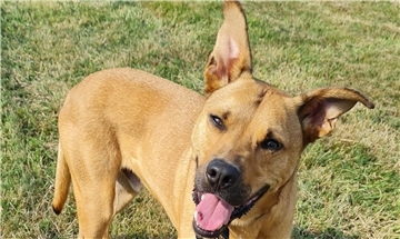 Django ist ein freundlicher aber unsicherer Hund.