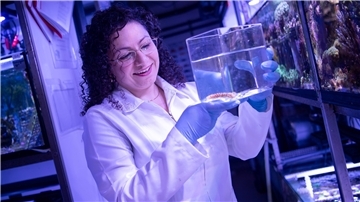 Doktorandin Elham Kamyan beschäftigt sich an der Universität Oldenburg mit Seegurken.