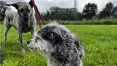 Ein kleiner graue und ein große gestromter Hund. Der kleine steht vorne, der große hinten.