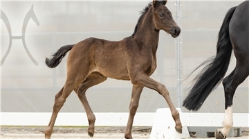 Double Dream von Dynamic Dream/Benetton Dream.