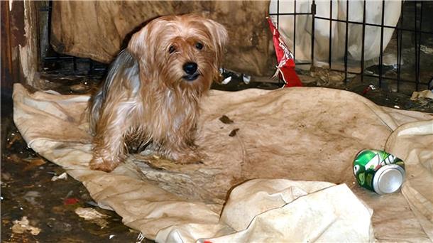 Vernachlässigter Hund