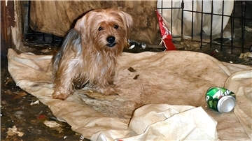 Vernachlässigter Hund
