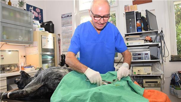 Ein Mann für alle Felle in Nordenham Dr. Rolf Urbich bei einer Operation: Aufgrund eines Tumors müssen bei Hund Lecter die Hoden entfernt werden.