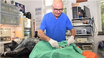 Dr. Rolf Urbich bei einer Operation: Aufgrund eines Tumors müssen bei Hund Lecter die Hoden entfernt werden.