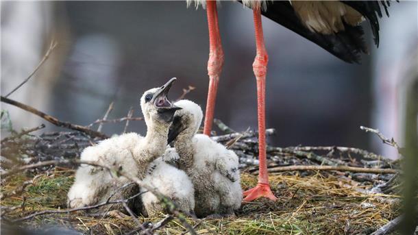 Drei „Babys“ in einem Nest: Werden erneut so viele Jungstörche im Cuxland flügge wie 2023? Das geschrumpfte Nahrungsangebot könnte dazu führen, dass es keinen neuen Rekord gibt.