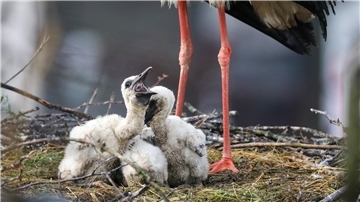 Drei „Babys“ in einem Nest: Werden erneut so viele Jungstörche im Cuxland flügge wie 2023? Das geschrumpfte Nahrungsangebot könnte dazu führen, dass es keinen neuen Rekord gibt.