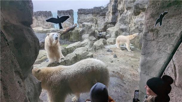 Mama Eisbär und ihre zwei Mädchen: Das Traum-Trio von Bremerhaven Eisbären