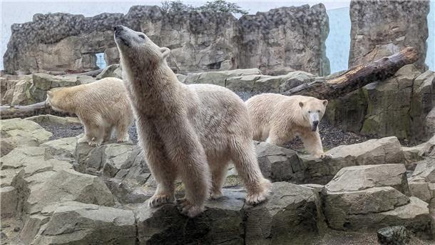 Mama Eisbär und ihre zwei Mädchen: Das Traum-Trio von Bremerhaven Eisbären