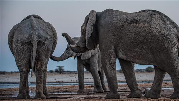 Drei Elefantenmännchen begrüßen sich am Mushara-Wasserloch in Namibia.