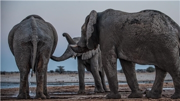 Drei Elefantenmännchen begrüßen sich am Mushara-Wasserloch in Namibia.