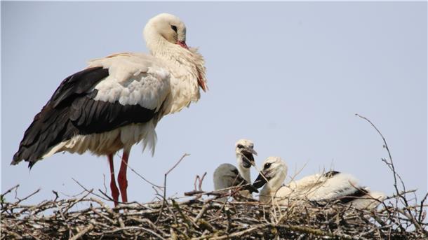 Drei Nachwuchsstörche wachsen momentan in Eckwarden auf. Hier steht Vater Friedward auf dem Nest und hält geduldig Aufsicht über den quirligen Nachwuchs.