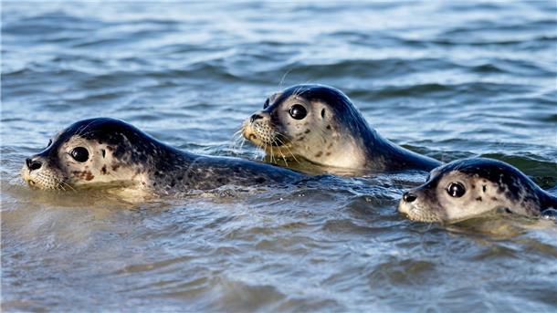Drei Seehunde schwimmen am Ostende der Insel Juist in der Nordsee. Nach einer erfolgreichen Aufzucht in der Seehundstation Norddeich sind die ersten Heuler ausgewildert worden.