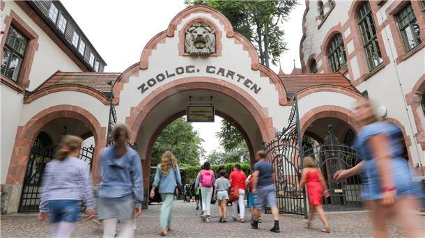 Zoo Leipzig schläfert drei Tigerbabys ein Drei Tigerbabys wurden eingeschläfert. (Symbolbild)