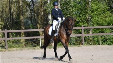 Reitturnier in Rodenkirchen