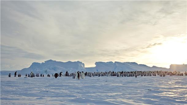 Durch den Antarktis-Vertrag und seine Folgeabkommen ist der Kontinent und seine Bewohner - hier Kaiser-Pinguine in der Atka-Bucht - geschützt.