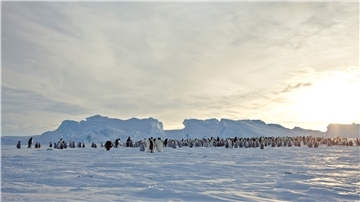Durch den Antarktis-Vertrag und seine Folgeabkommen ist der Kontinent und seine Bewohner - hier Kaiser-Pinguine in der Atka-Bucht - geschützt.