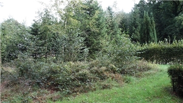 Durch die Beseitigung des Brombeerfeldes und die gute Pflege hat sich das Aussehen des Harrendorfer Friedhofs sehr gebessert.