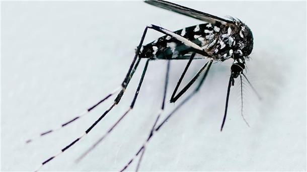 EU-Behörde: Neuer Rekord bei von Mücken übertragenen Viren Durch Mücken verbreitete Krankheiten werden in Europa immer häufiger