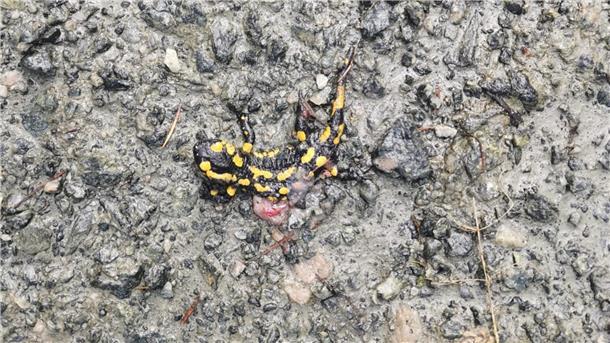 Auf dem Boden liegt ein überfahrener Feuersalamander.