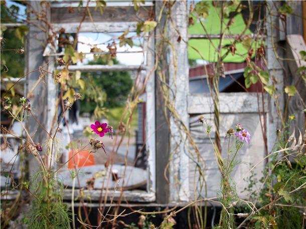Durch Urban Gardening, also die kleinräumige Bepflanzung städtischer Flächen, ist der Zollinlandplatz zur grünen Oase geworden und bietet sich somit für Fotos von Blumen und Pflanzen an.